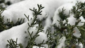 погода в Харькове в декабре