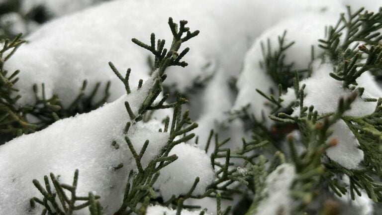 погода в Харькове в декабре