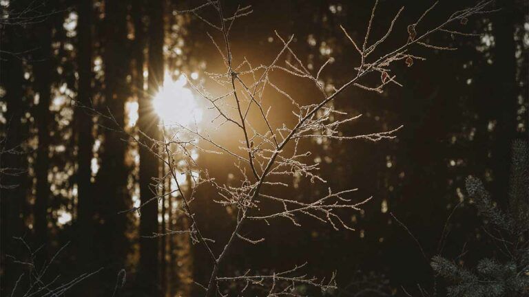 свято 17 грудня 2025