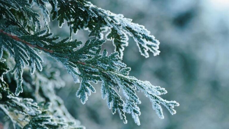 Яке свято 10 грудня 2025