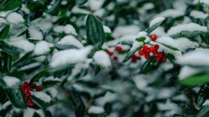 Яке свято 26 грудня 2025