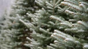 яке свято 28 грудня 2025