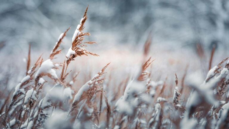 Яке свято 3 січня 2026