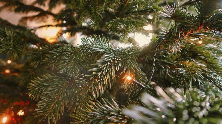 яке свято 29 грудня 2025