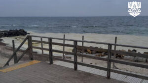 витік олії в Чорному морі