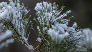 свято 8 січня 2026