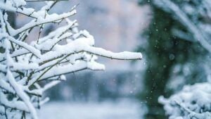 свято 12 січня 2026