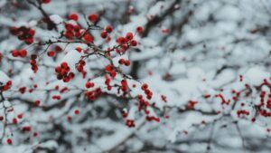 Яке свято 9 січня 2026