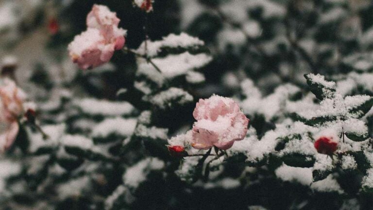 свято 14 січня 2026