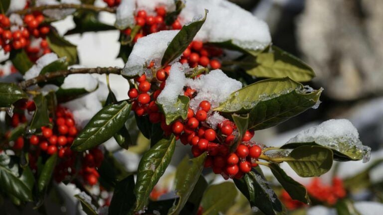 Яке свято 15 січня 2026