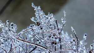 яке свято 27 січня 2026