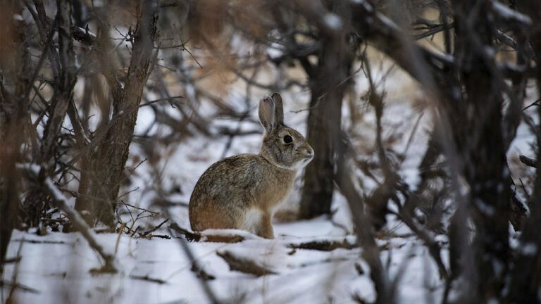 свято 1 лютого 2026
