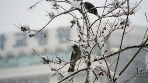 свято 11 лютого 2026