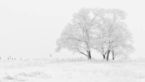 яке свято 10 лютого 2026