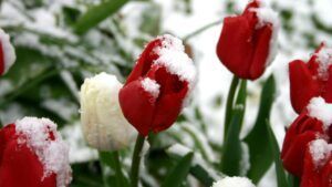 Посівний календар на березень 2026