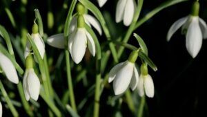 погода на березень Кривий Ріг