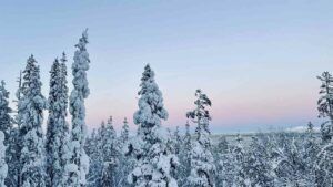 свято 17 лютого 2026