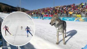пес на Олімпіаді