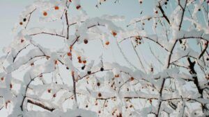 Яке свято 20 лютого 2026