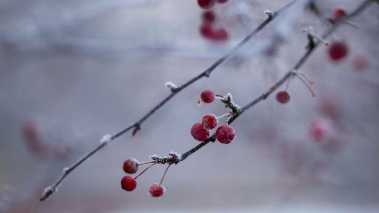 Яке свято 25 лютого 2026