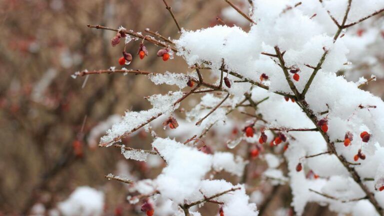 яке свято 26 лютого 2026