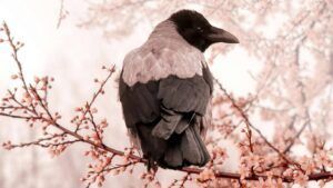 яке свято 10 березня 2026