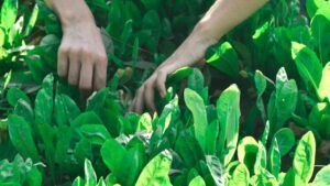 Посівний календар на квітень 2026