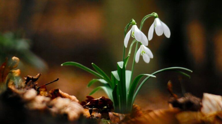 Яке свято 12 березня 2026