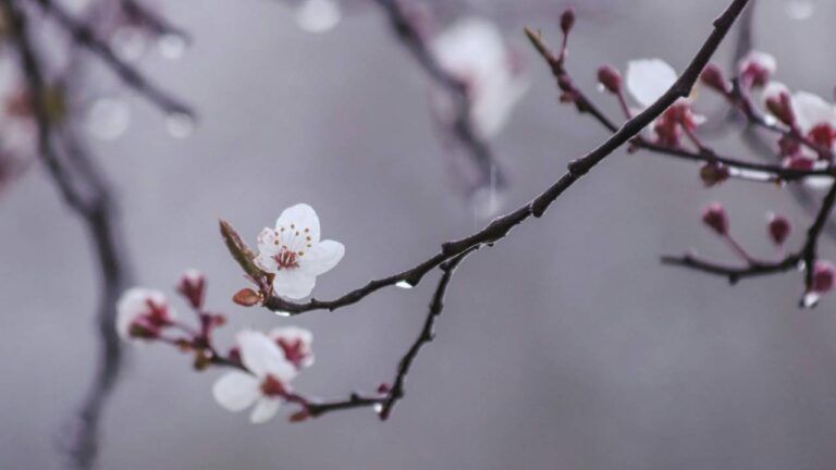 яке свято 13 березня 2026