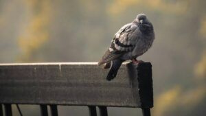 Яке свято 14 березня 2026