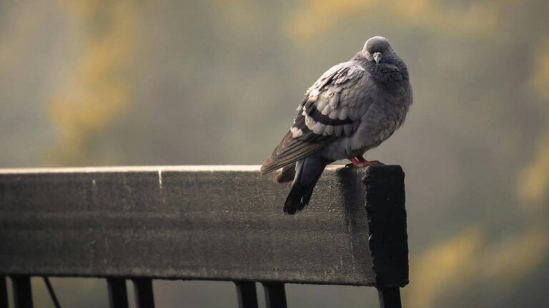 Яке свято 14 березня 2026