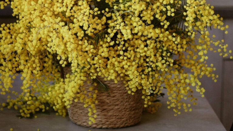 Яке свято 15 березня 2026