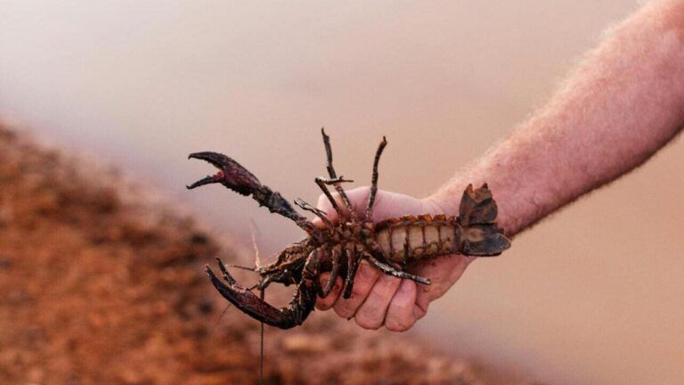 коли в Україні дозволять ловити раків