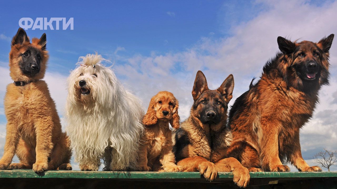 День кінолога в Україні 2026: дата, історія та привітання