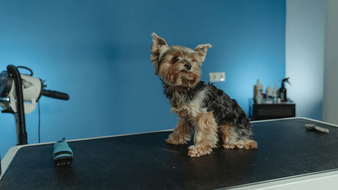 Как выбрать ветеринарную клинику в Киеве: на что обратить внимание владельцу животного